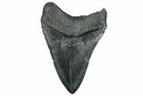 Fossil Megalodon Tooth - South Carolina #328980-2